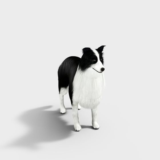 Realistic Border Collie 3D model