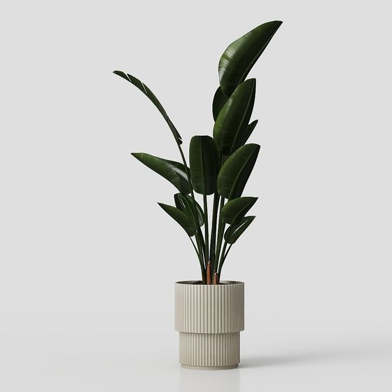 Urban Jungle Modern Plant 3D model