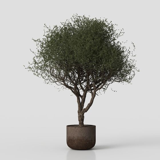 Potted Olive Tree 3D model for Interior and Game Design