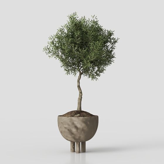 Charming Potted Olive Tree 3D model