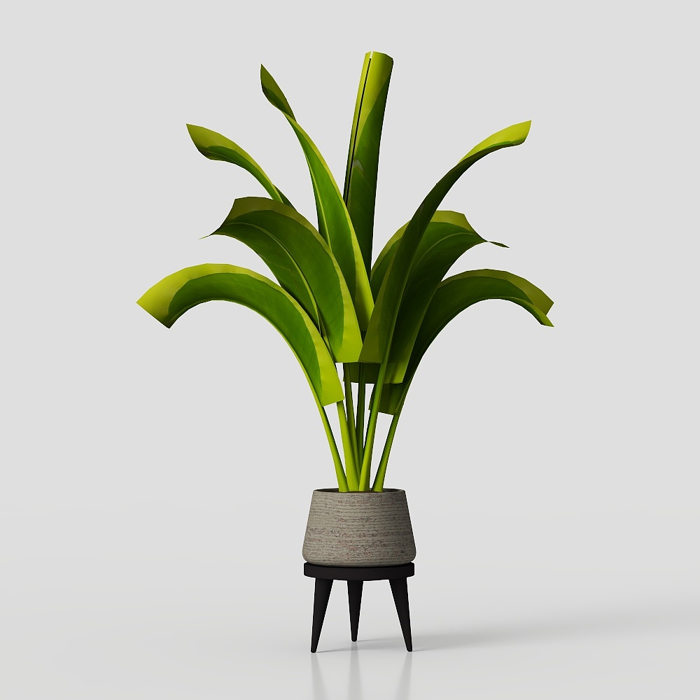 พืชในร่ม