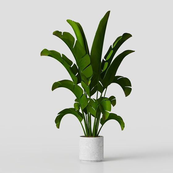 Vibrant Tropical Plant 3D Model for Creative Projects