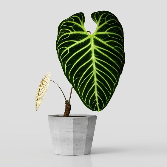 Современные горшечные растения