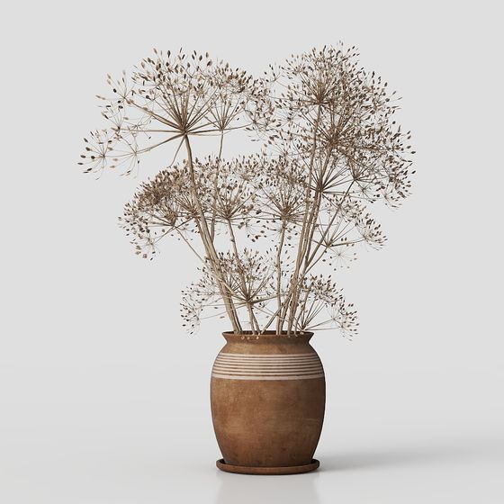 Heracleum Pflanze