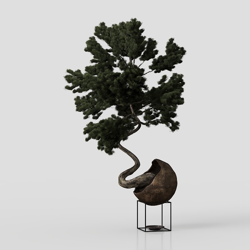 горшечное растение