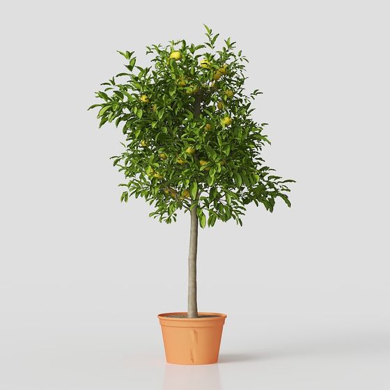 Realistic Lemon Tree 3D Model