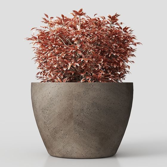 Concrete Flower Pot with Red Leaf Plant 3D model