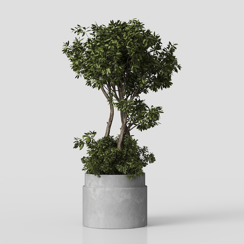 พืชในร่ม