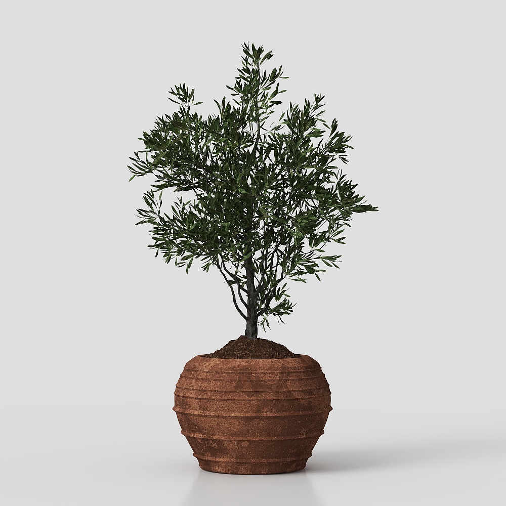 комнатное растение