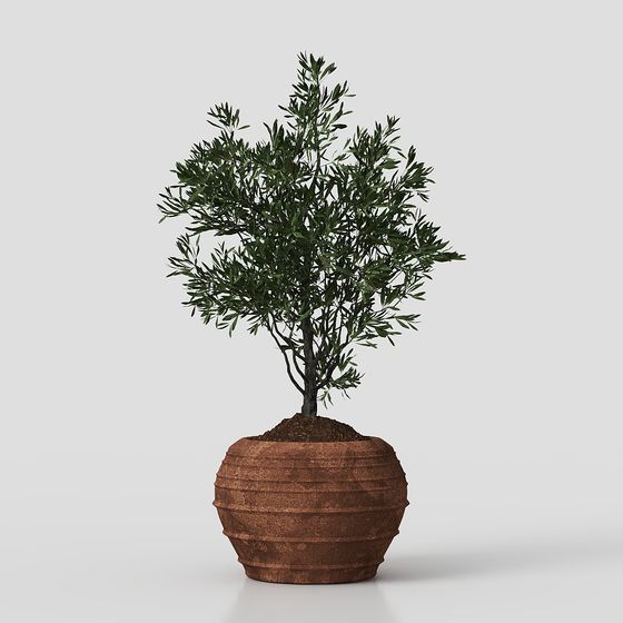 комнатное растение