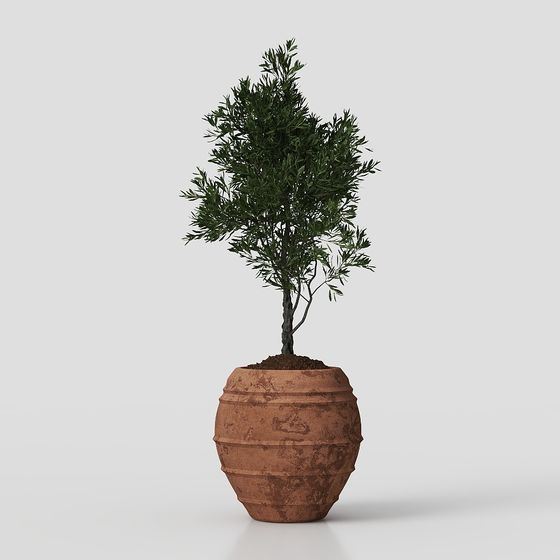 комнатное растение