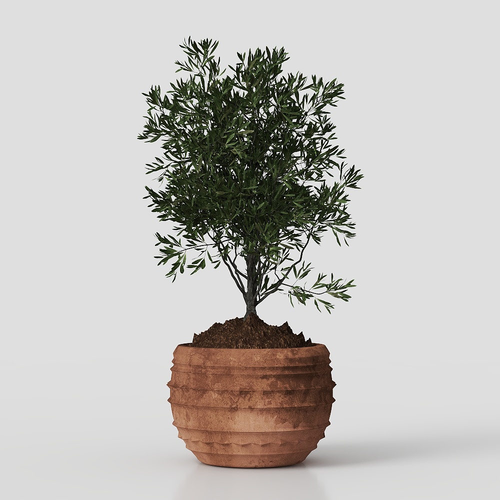 комнатное растение