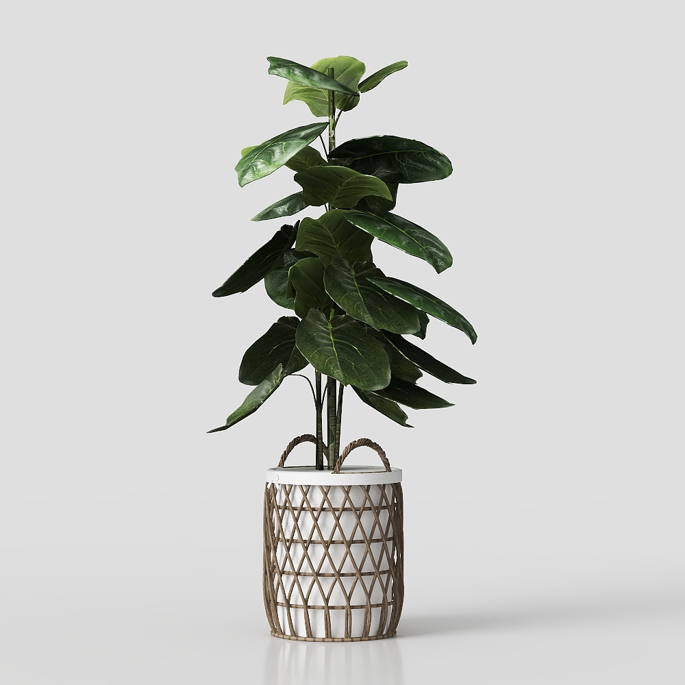 Fiddle Leaf Fig Tree