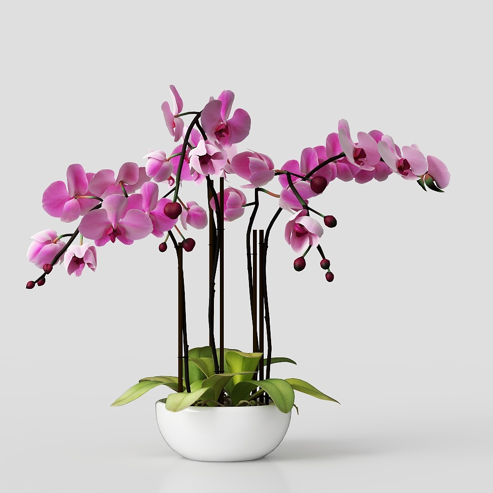 Orchideen Pink