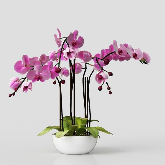 Orchideen Pink