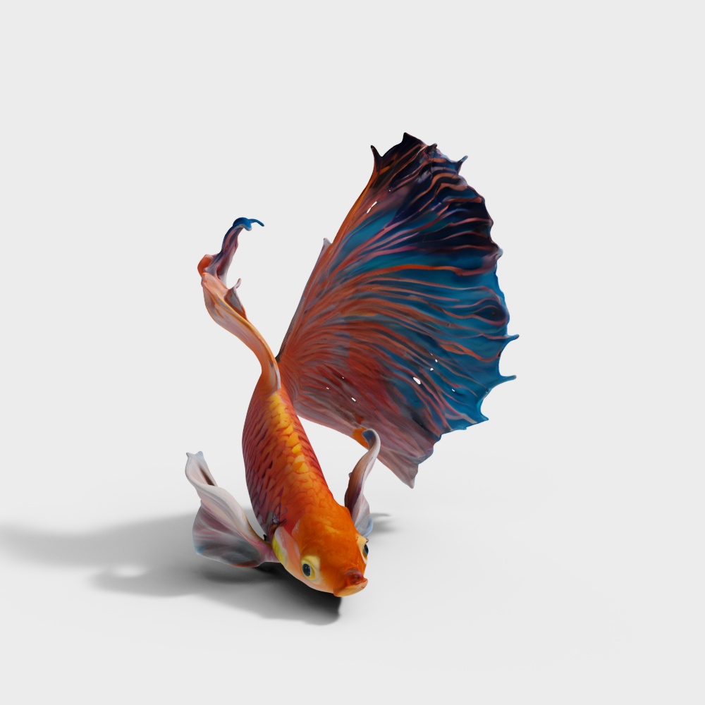 Aquatic Animal – Koi Fish