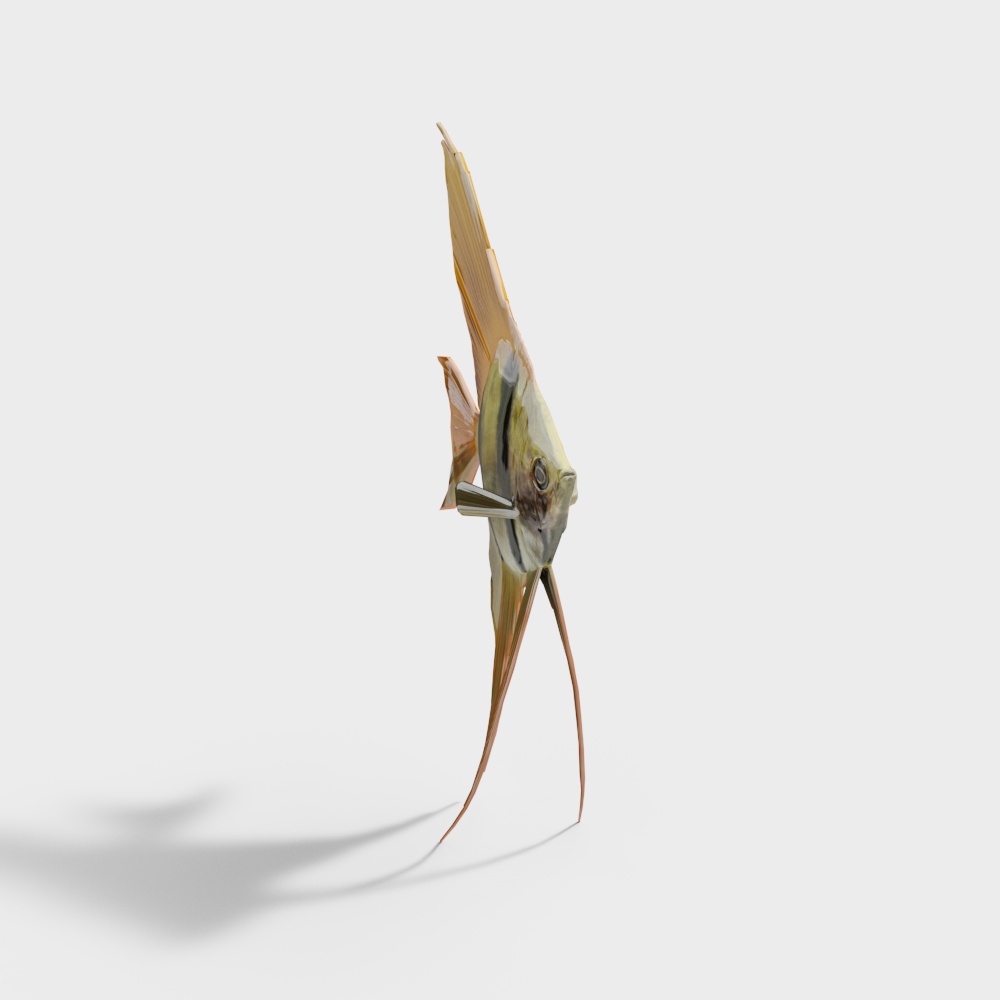 Aquatic Animal – Angelfish