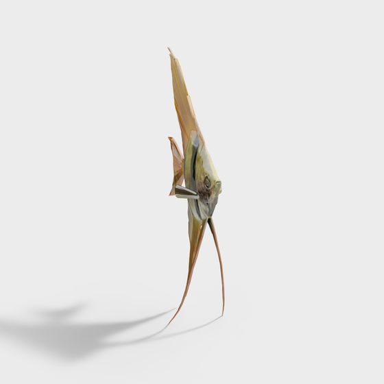 Aquatic Animal – Angelfish