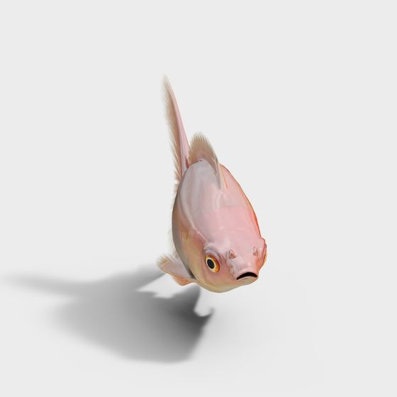 Aquatic Animal – Goldfish