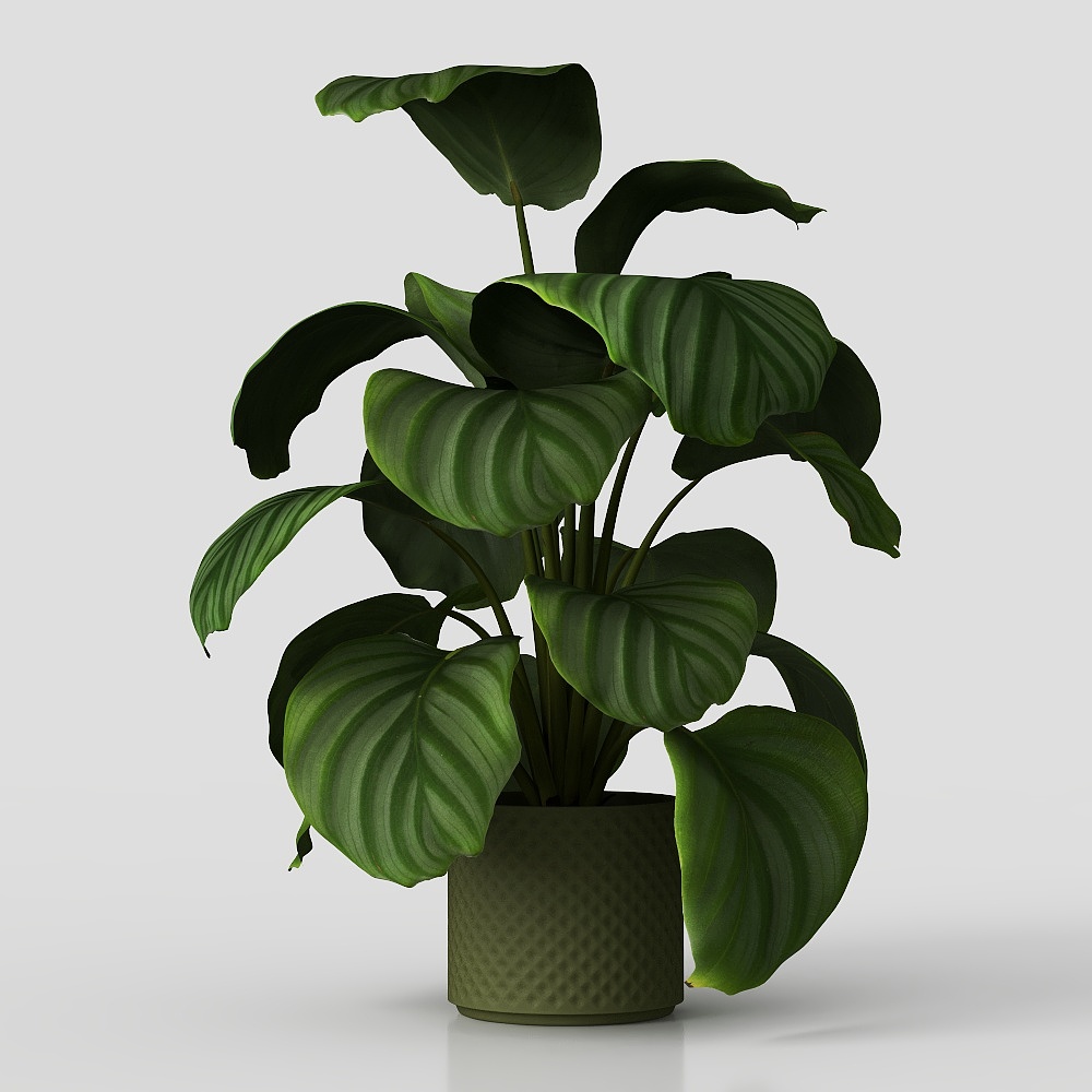 Planta de Escritorio – Vegetación Moderna