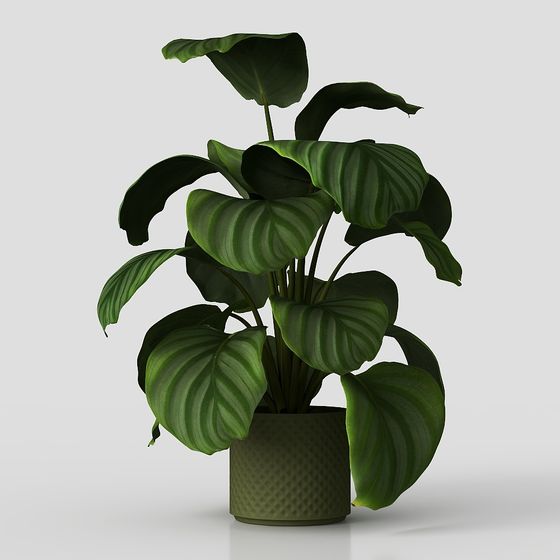 Planta de Escritorio – Vegetación Moderna