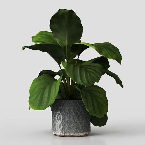 Cây Cảnh Bàn – Trang Trí Hiện Đại Màu Xanh