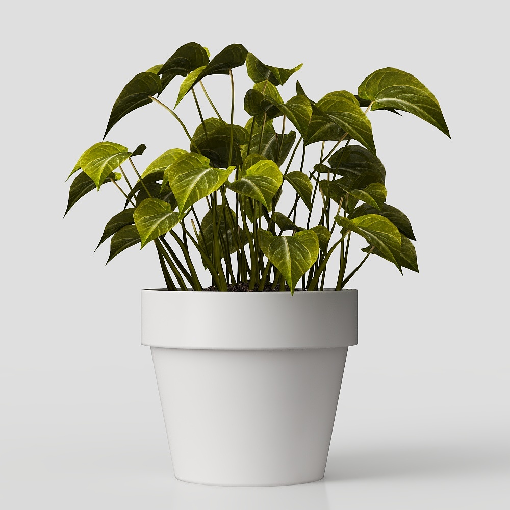 Schreibtischpflanzen – Moderner grüner Dekor