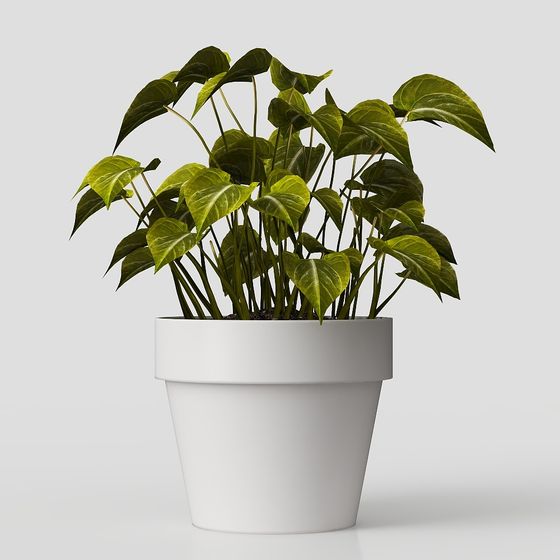 Schreibtischpflanzen – Moderner grüner Dekor