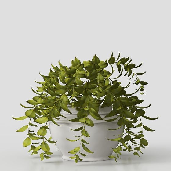 Desktop Plant – Modern Greenery