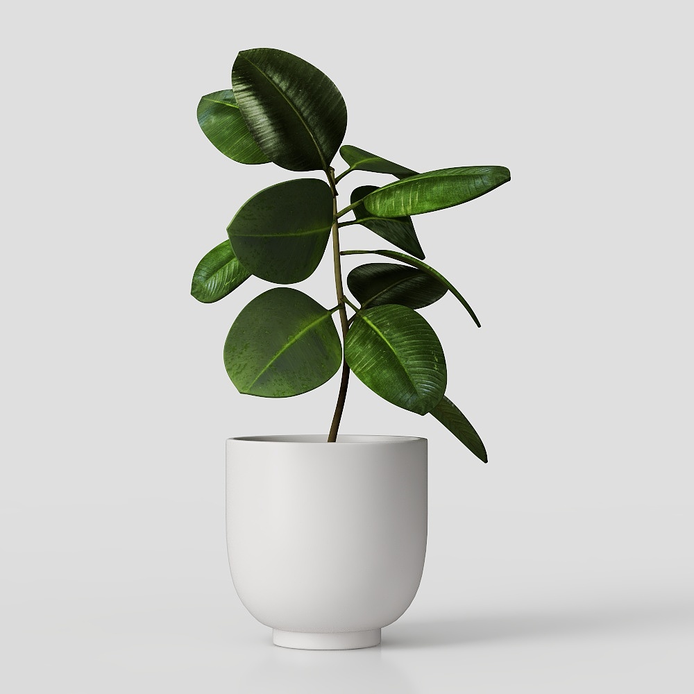 Tischpflanze – moderne Grün-Dekoration