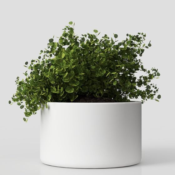 Desktop Plants – Modern Green Decor