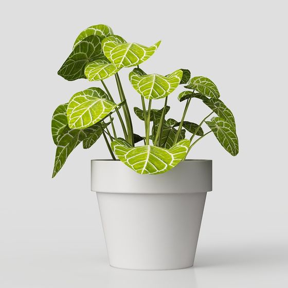 Desktop Plant – Modern Green Ornament