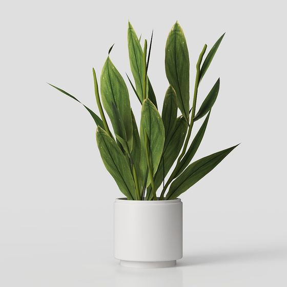 Desktop Plant – Modern Greenery Decor