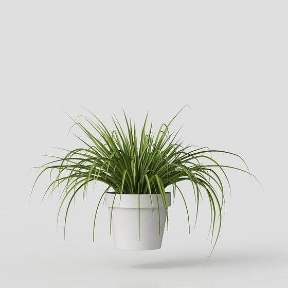 Desktop Plant – Modern Greenery