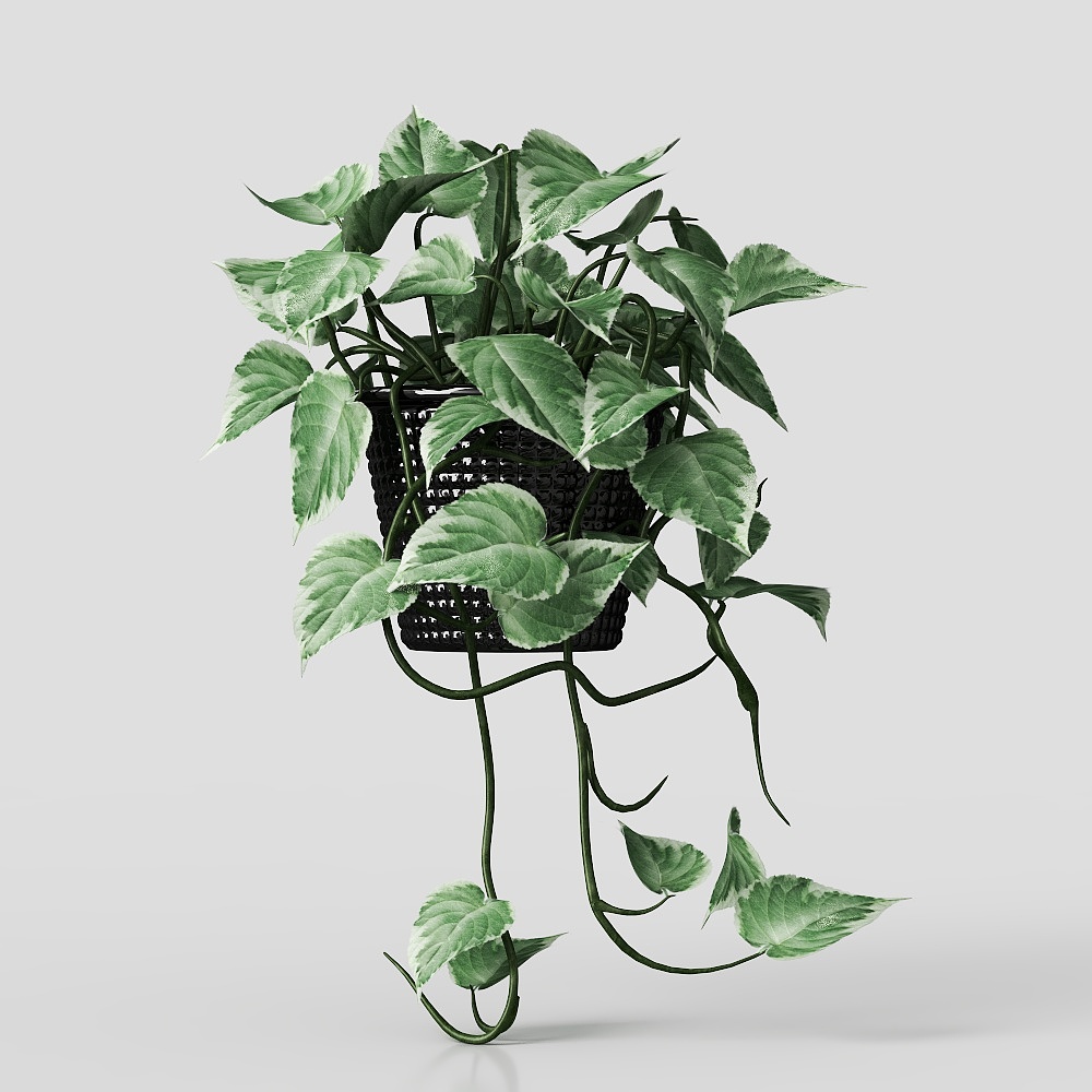 Cây Để Bàn – Cây Chậu Hiện Đại