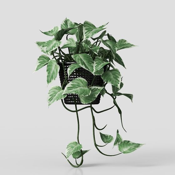 Cây Để Bàn – Cây Chậu Hiện Đại