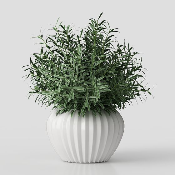 Pianta da Scrivania – Pianta Moderna in Vaso