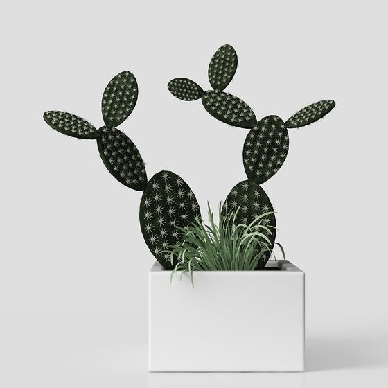 Настольное растение – современное комнатное растение в горшке