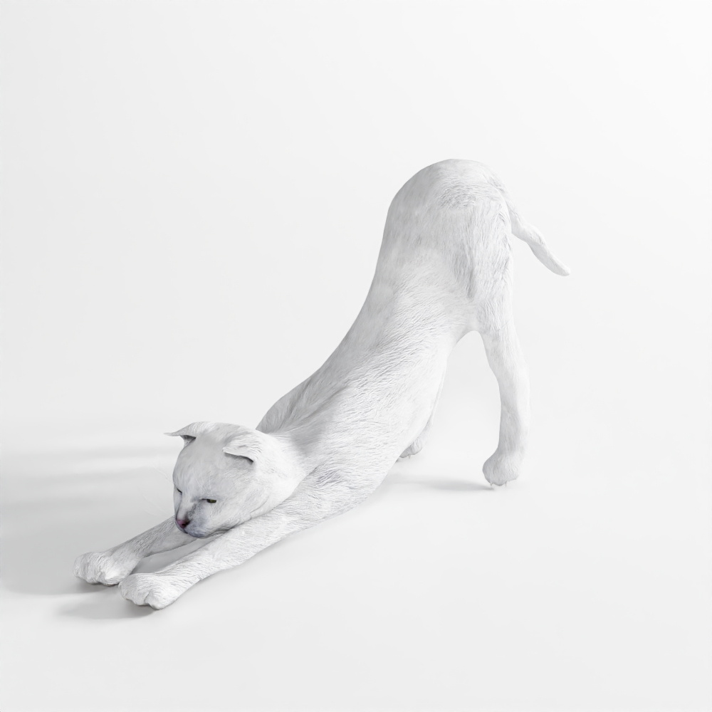 Gatto in Movimento 15 – Sdraiato