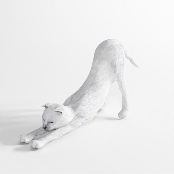 Gatto in Movimento 15 – Sdraiato