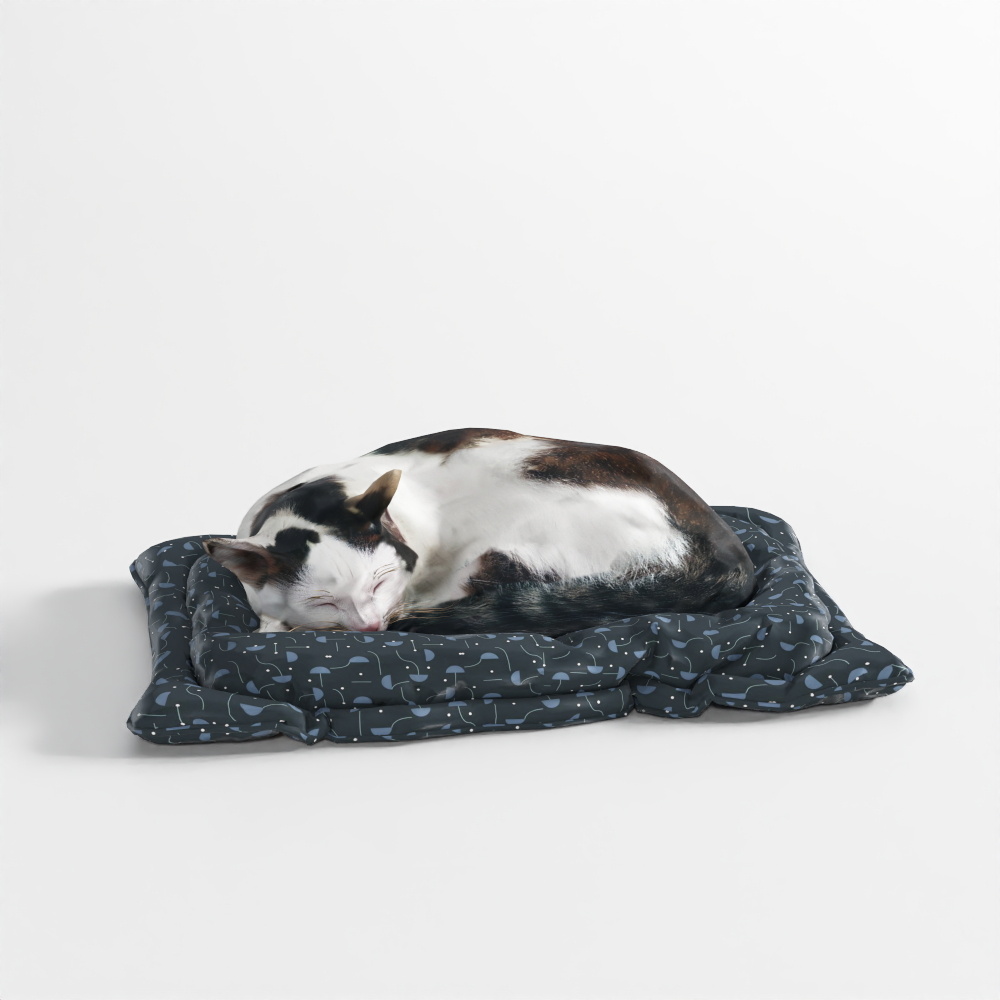 Gatto - Posizione 11