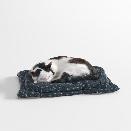 Gatto - Posizione 11