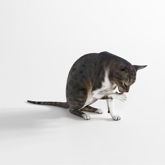 แมว - ท่าโพสท์ 6