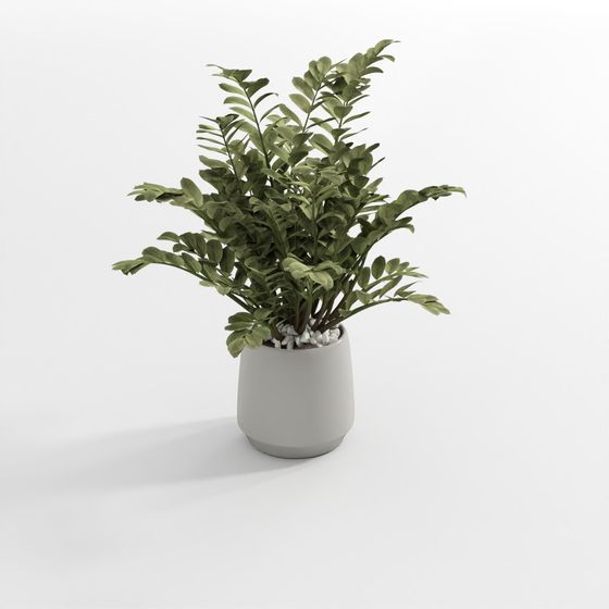 Hellgrüne Pflanze 3