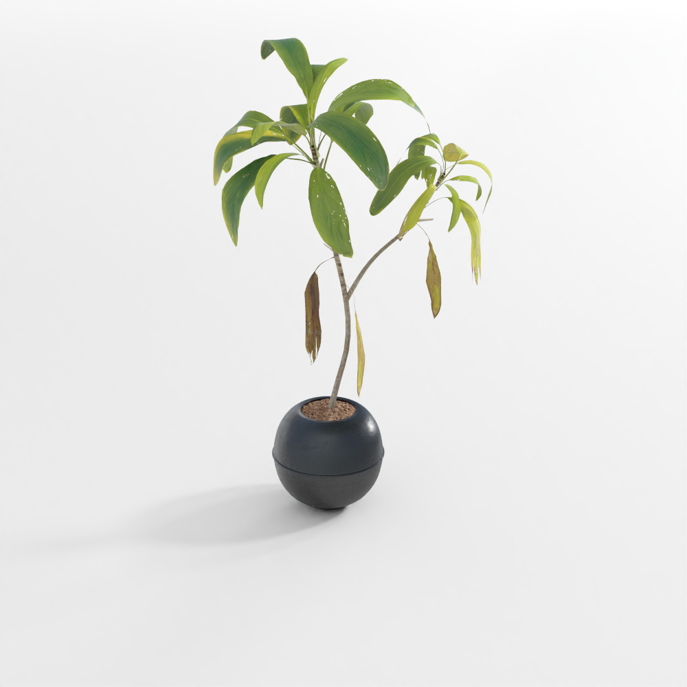 연한 녹색 식물