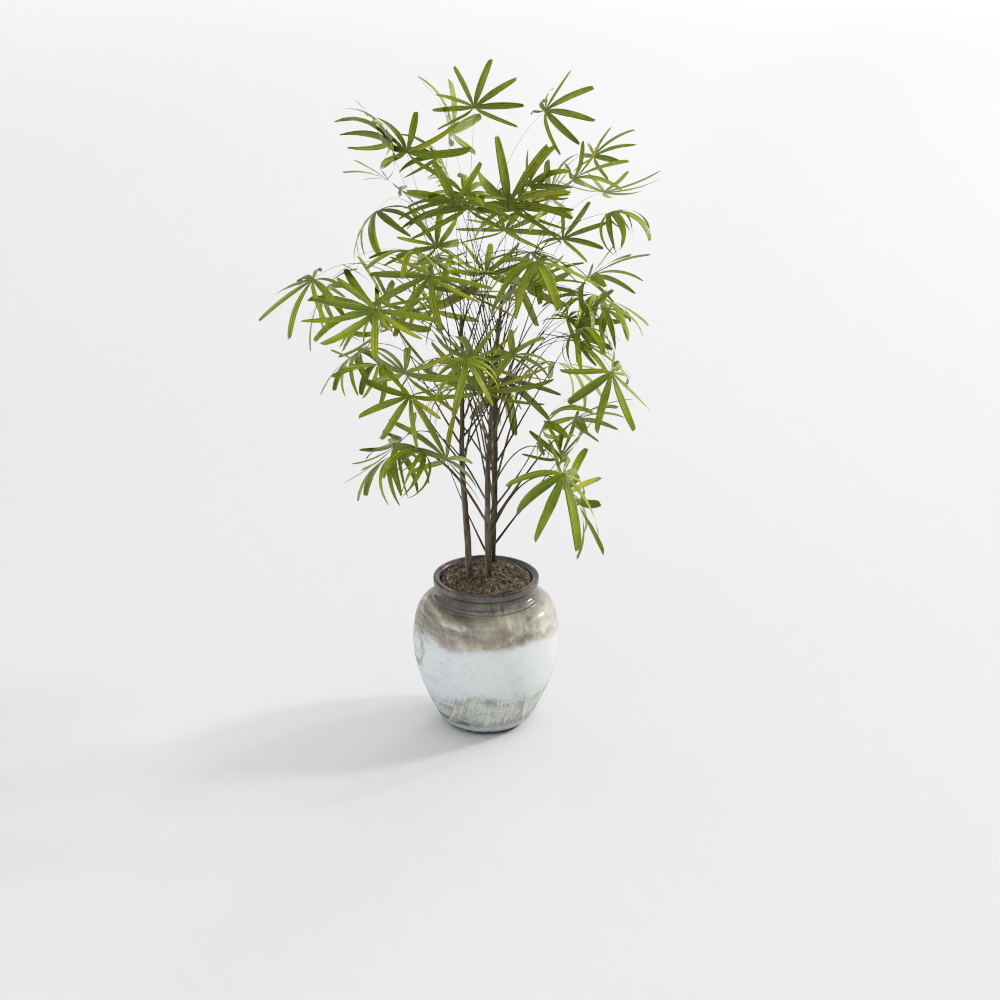 ต้นไม้สีเขียวอ่อน