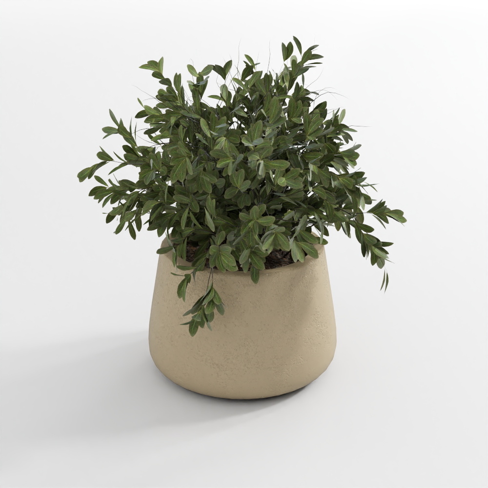 ต้นไม้เขียวในกระถาง