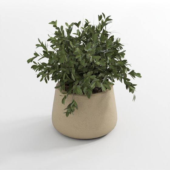 ต้นไม้เขียวในกระถาง