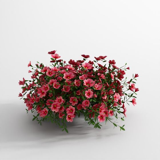 Calibrachoa Hybrid Superbells Coral