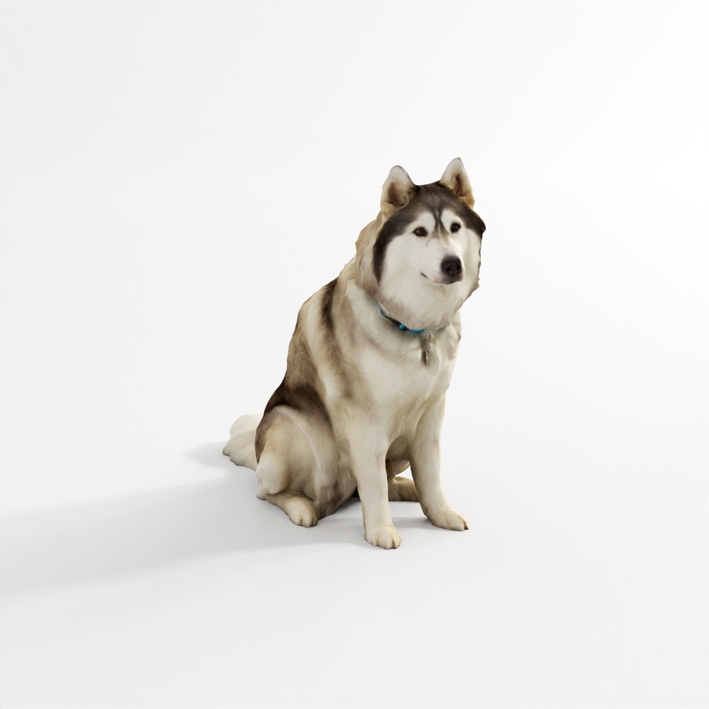 Husky – Großer Hund 2